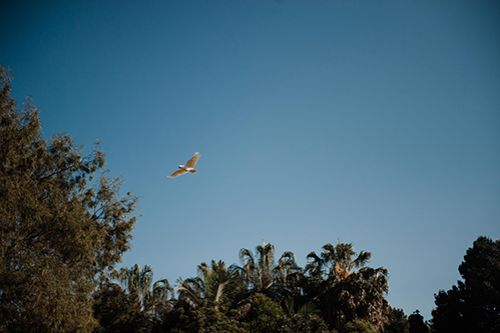 Picture of bird flying in the sky